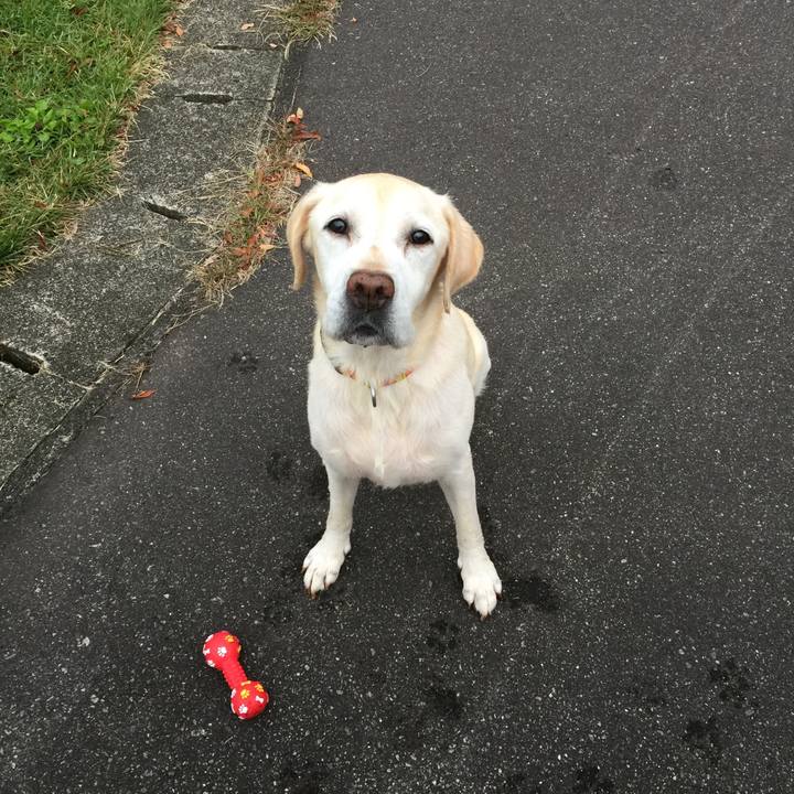 1d9e83c4 90c0 4246 868e 1f1772325113