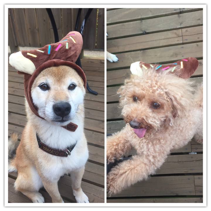 1da28ce1 a3cd 4f5a a549 e93345c17a9a