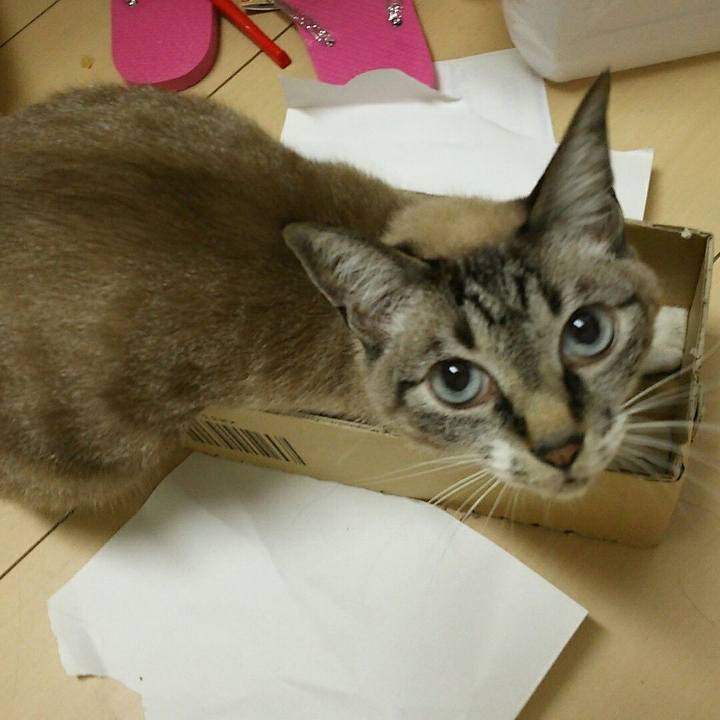 1db6ea93 56ad 4474 9ddd 2774fe00d7ee