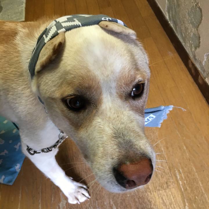 1dc0255f 679c 4c95 afb5 b6a210d7e3f0