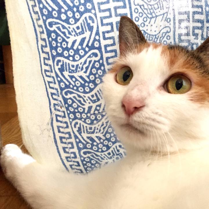 1dc10fe7 f735 49b0 84d0 e41b12a79057