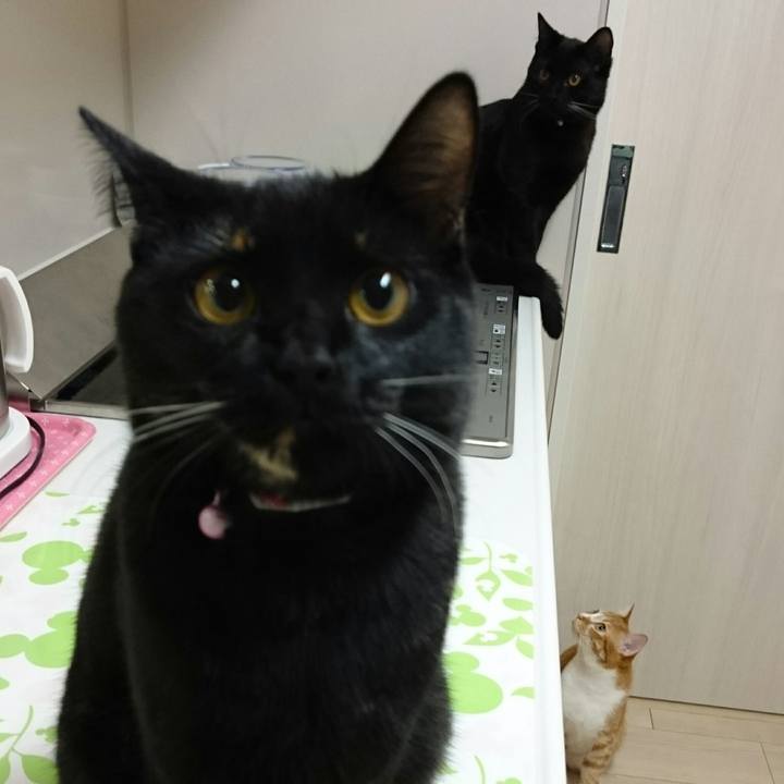 1dca3c78 96e1 498a a5dd badb841d8808