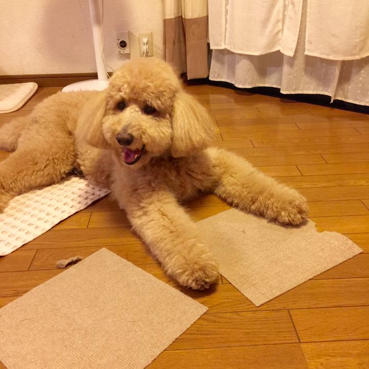 1dcd4c6f 1990 445e 9e51 0f5568157cc8