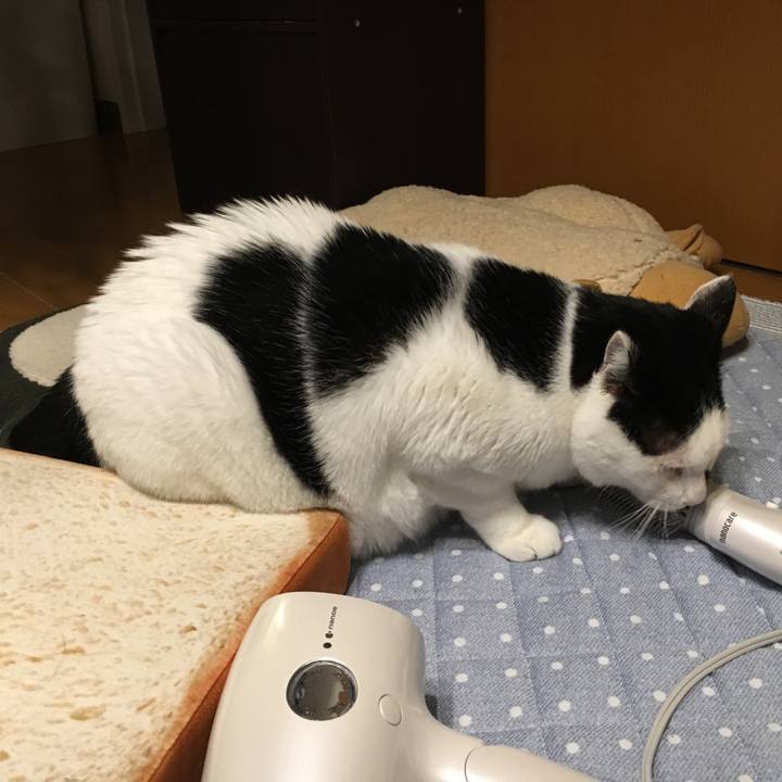 1dd5e6d8 7281 4451 ad36 904bba358f8f