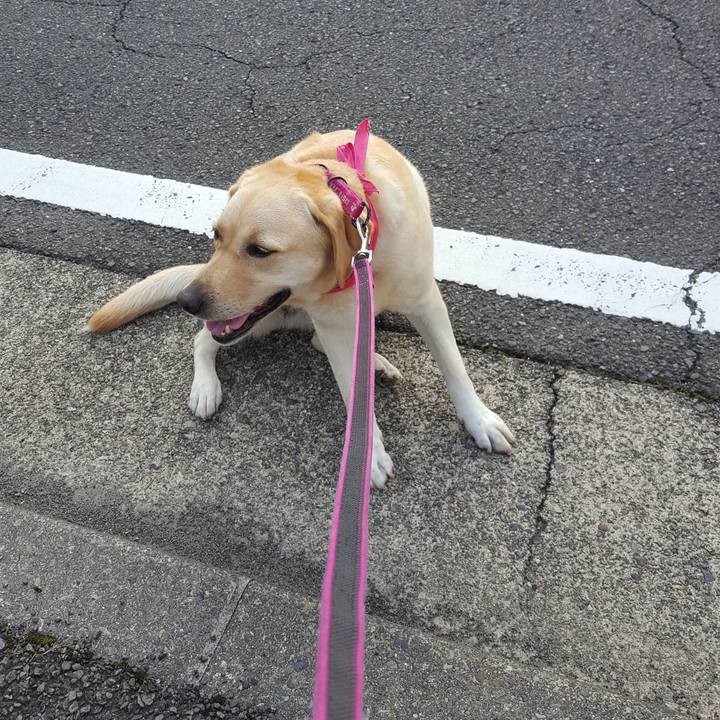 1dda8f6f 0d64 4188 8568 a81e72d4ba23