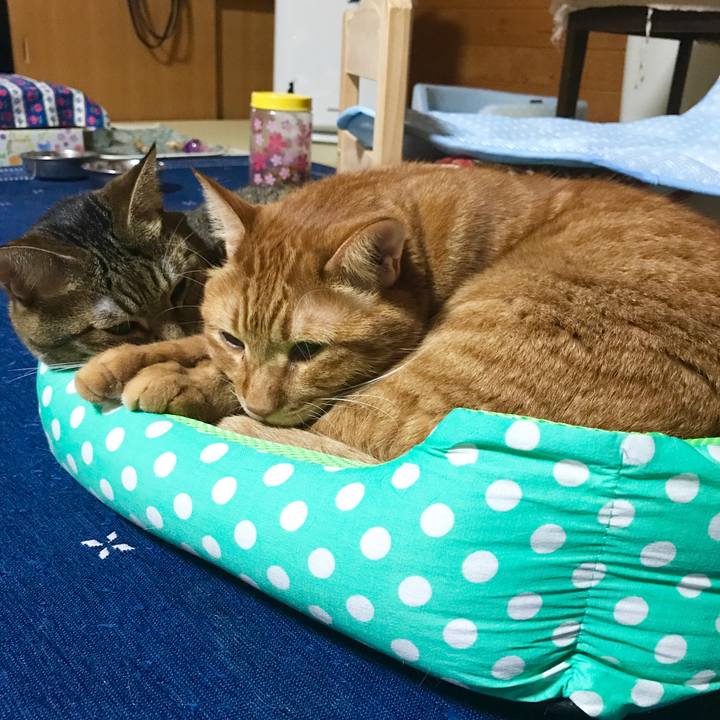 1de9389a 4ea9 4cc5 9b42 fd383e88e24c