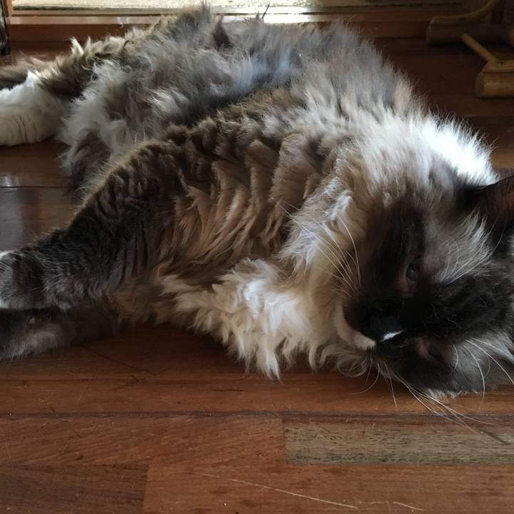 1e03df85 ced5 481c be68 338943b39370