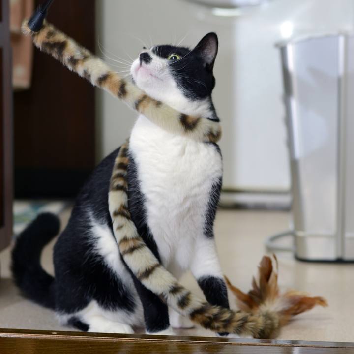 1e0a2511 5a38 4236 9f51 57a48578c883