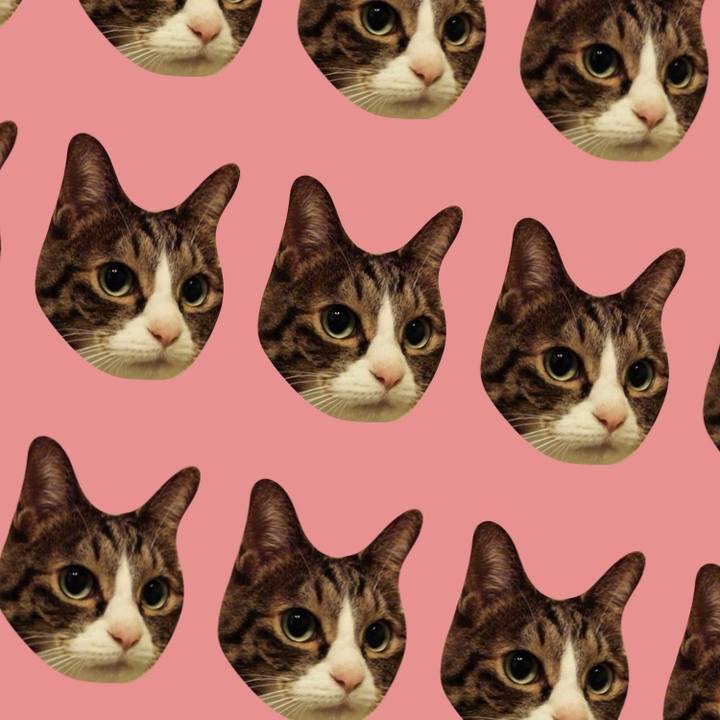 1e0aa773 8a36 4151 a8e8 ac07c4f240cf