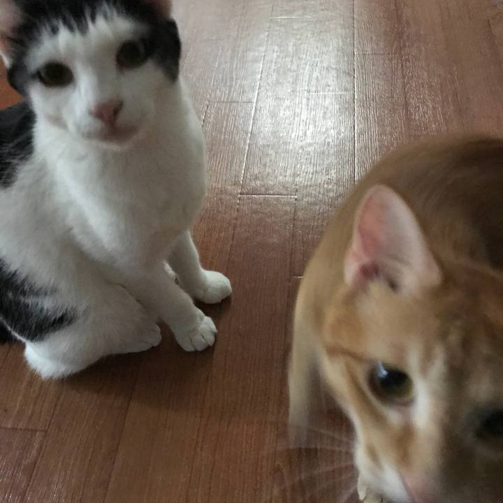 1e0bbc0b a73a 4737 bd1c bcc7ad487645