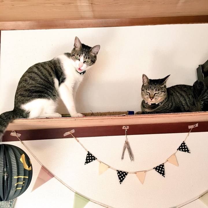 1e1b6e8b 22fd 4e3e 8c94 5f701a06aa62