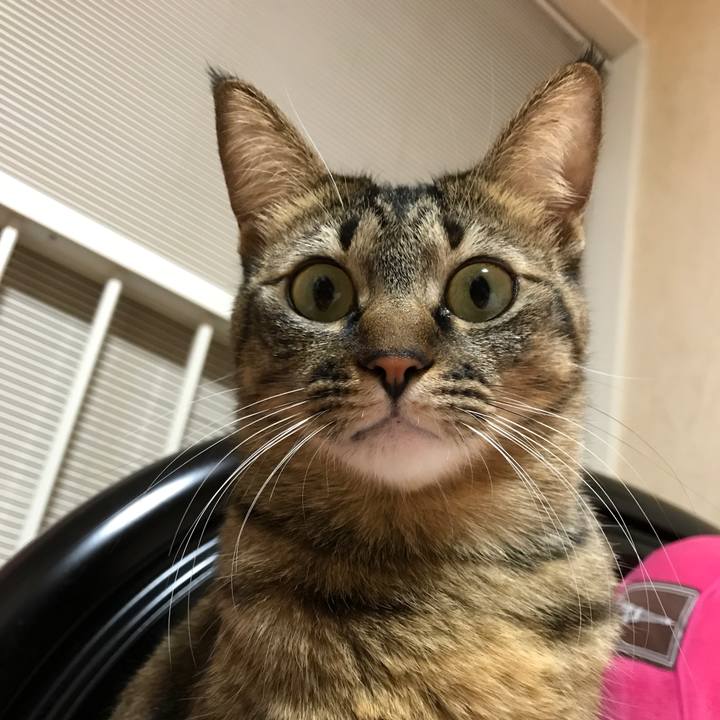 1e33e24b 91c6 4da4 b42f cd8c534f6ea7