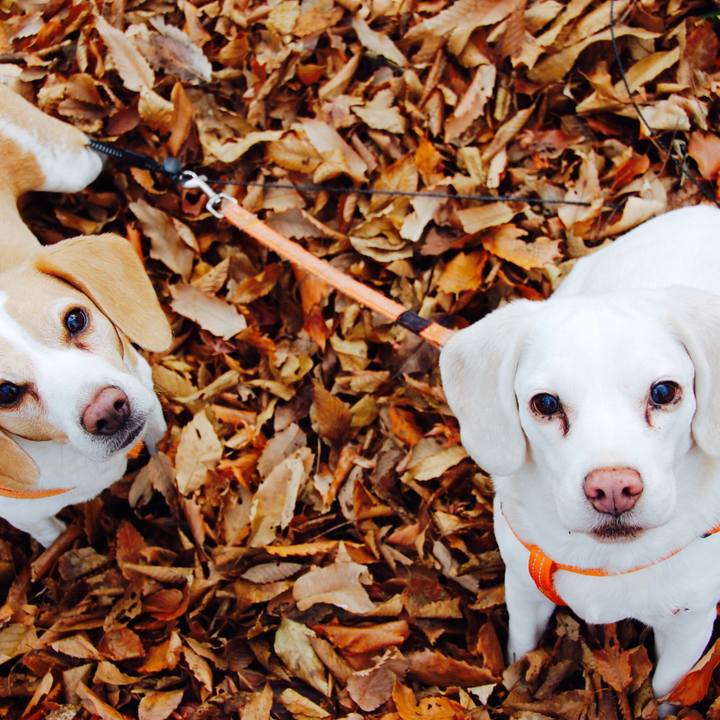 1e3f4237 be84 44b6 bb5b 84411ac5284c