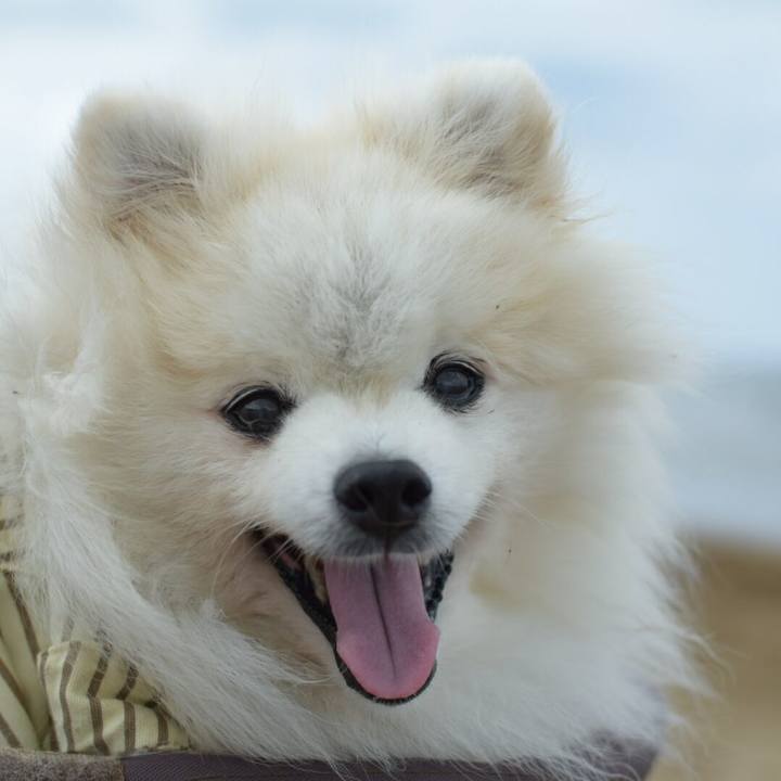 1e44dc4d 7c2c 49ce bed1 9c5be70f1825