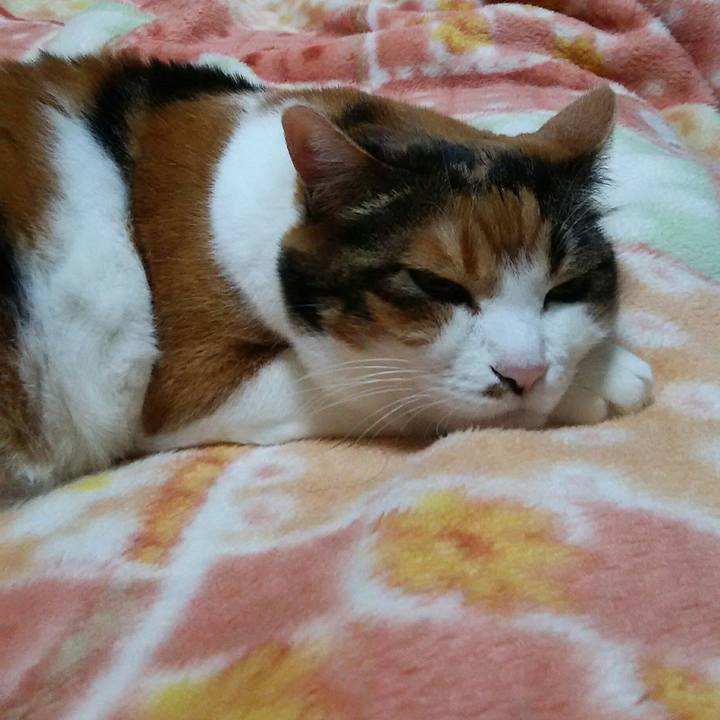 1e531b63 ba20 42ca 8f0d f0a6437a3292