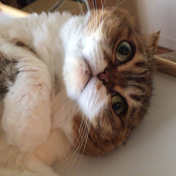 1e6285a8 5553 4b99 86f2 c0365ab21d0d