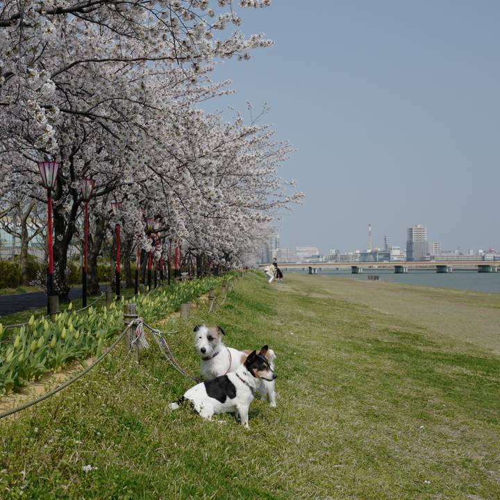 1e6c90c7 27db 42be ba2c ae2d7f0e5391