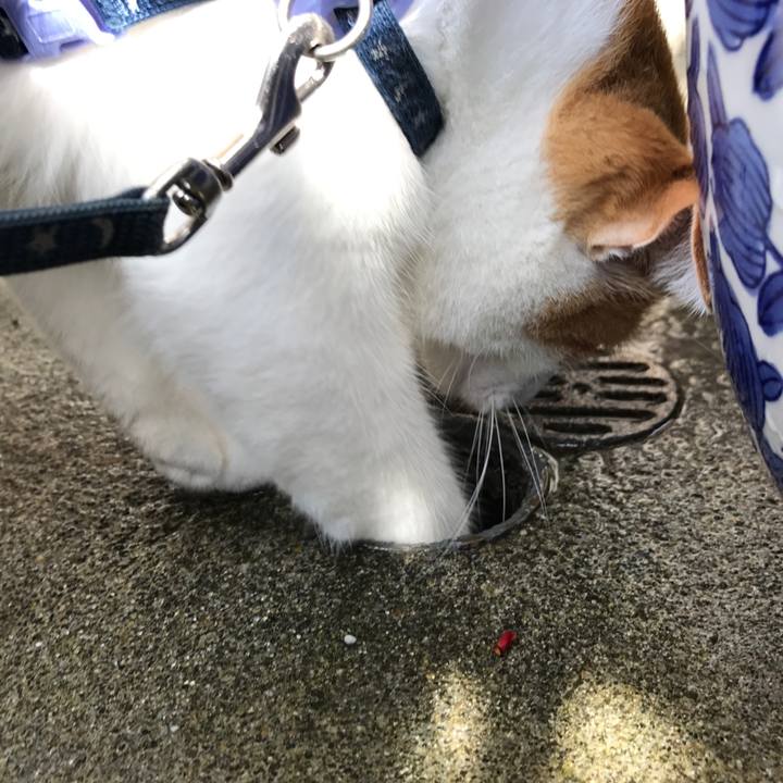 1e72465f d0ce 4e73 b98a ea914423f4cd