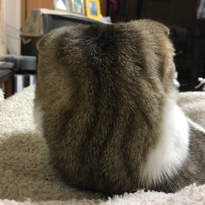 1e7381b8 cc16 46b4 bef4 1a688e732704