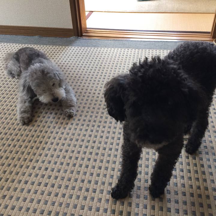 1e755c41 55e6 4e65 ad03 bb2b95c54efc