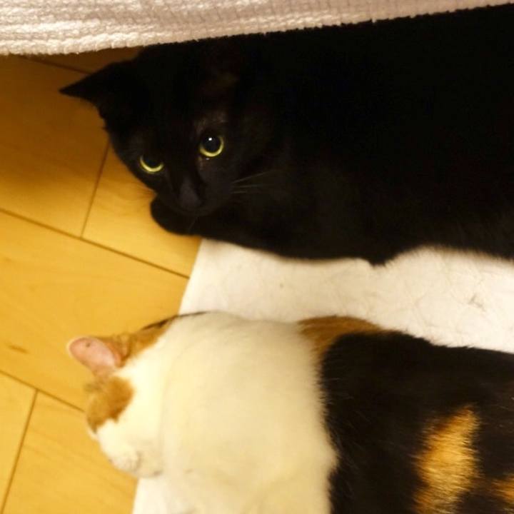 1e75d4e4 a339 478c b31a 7593f2e5cf54