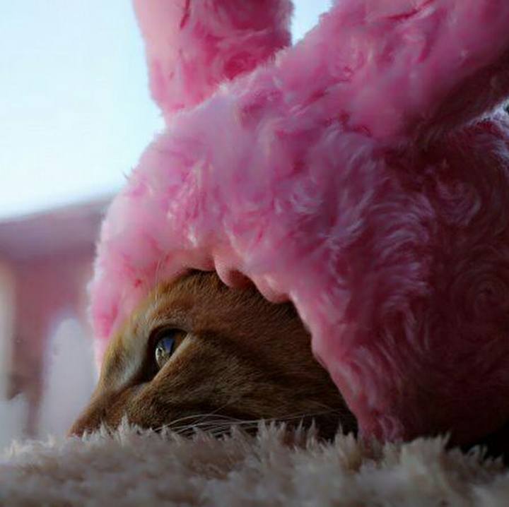 1e925a86 b08c 448d a349 b6baecaa4f8a