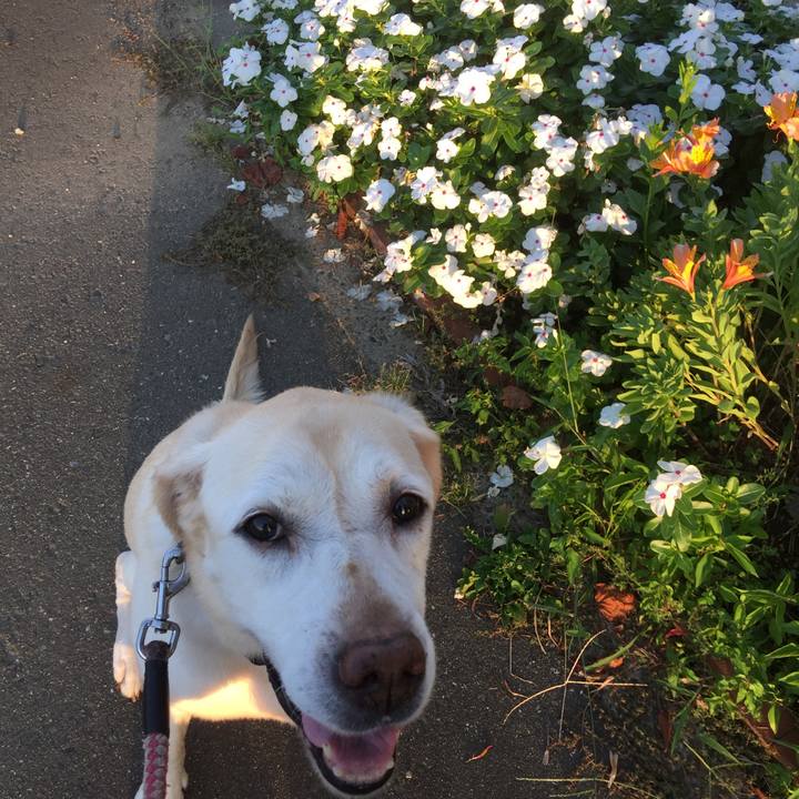 1e9988f4 4f1c 4c1f bcf6 c18989b63ac5