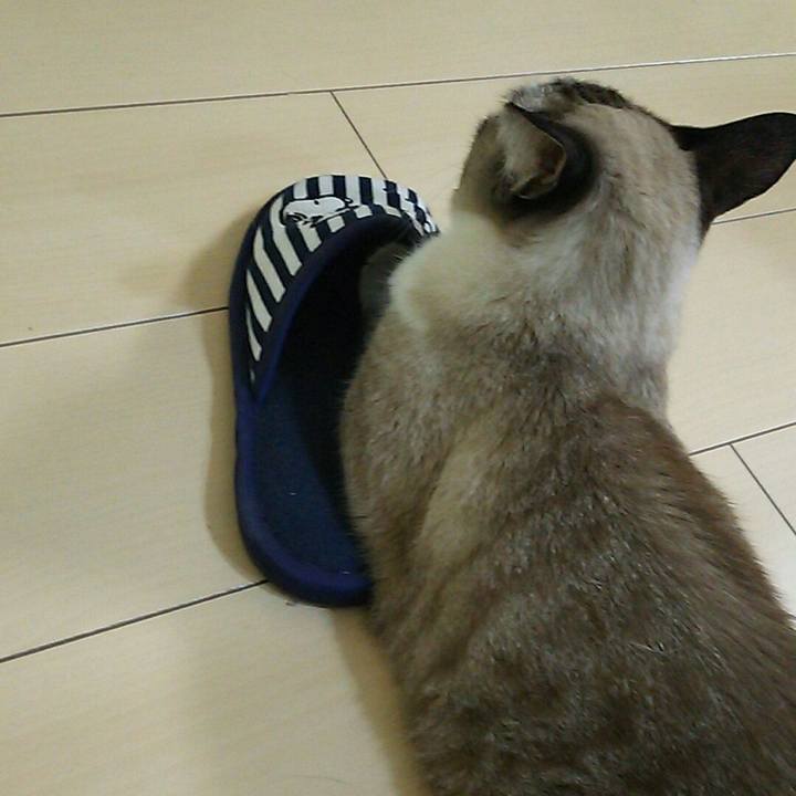 1e9eac11 c452 4830 b8a2 9b4b705f3f34