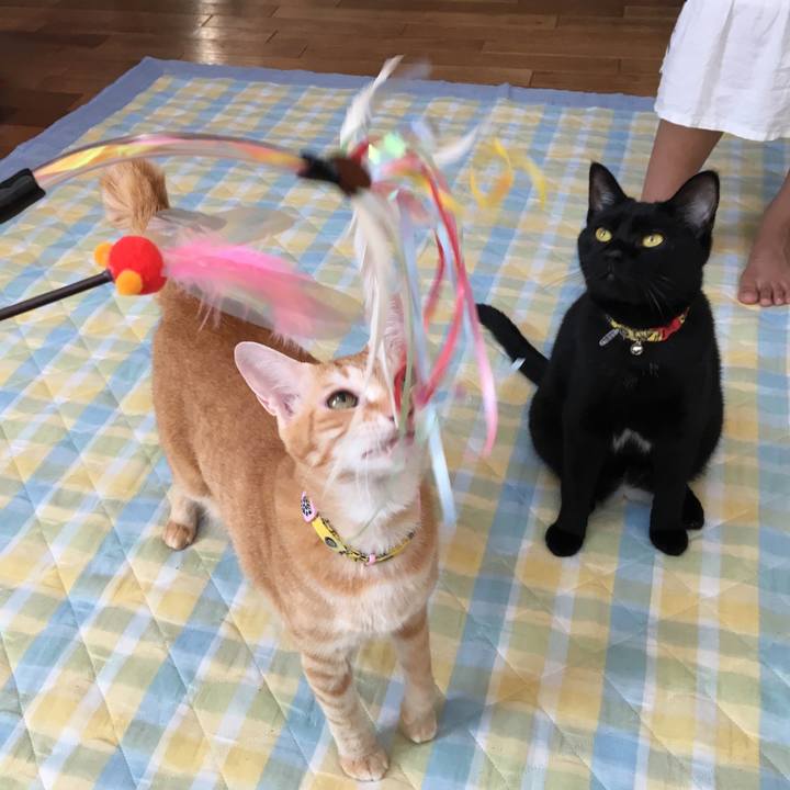 1e9f0eb6 8c63 4187 83f9 2665deeef1ac