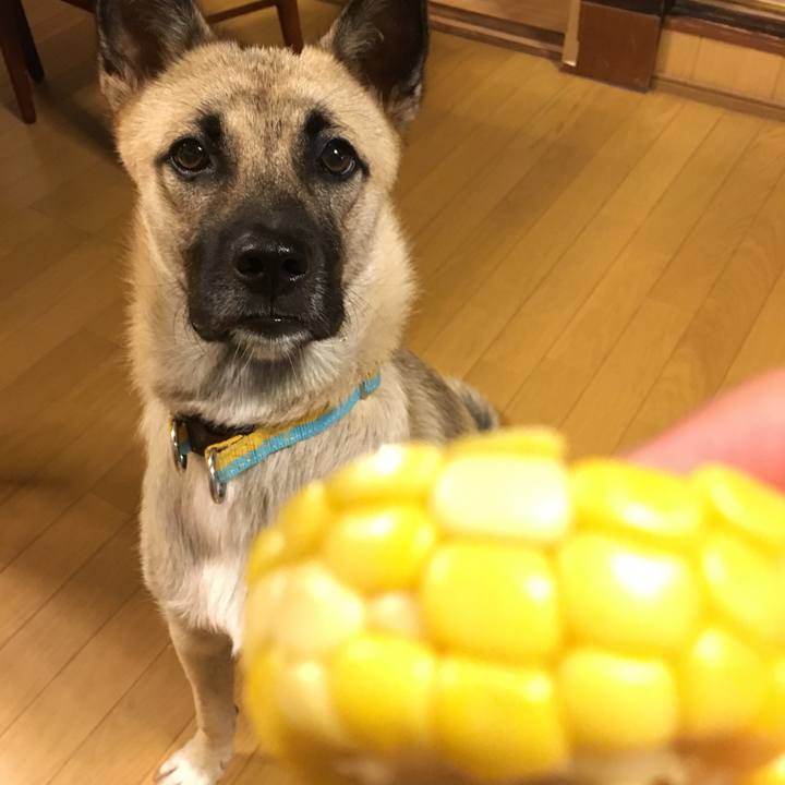 1eab31c3 f965 4df0 8ba9 9e1227ca72b6