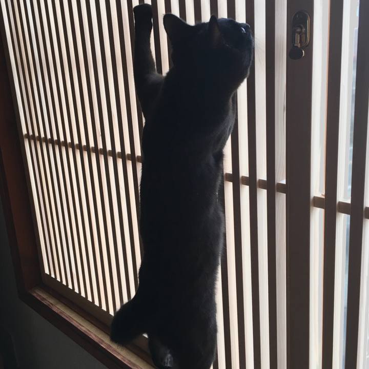 1eaedb3b a03c 4486 af33 4d9886986018