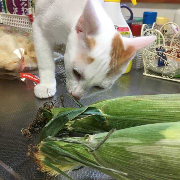 1eb16137 6f53 47e1 9aef eac4a2f2613c