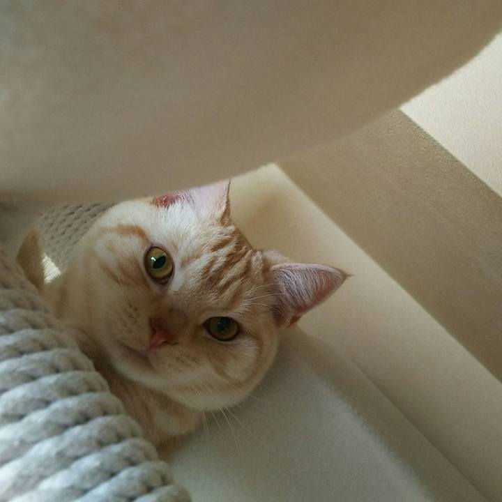 1eb1933a de5f 4d3a a0e0 d0c23652468e