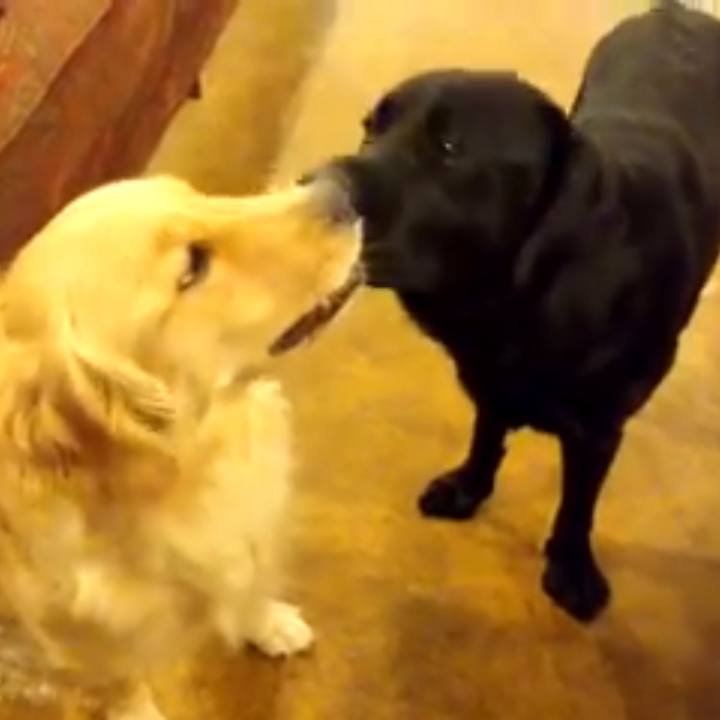 1eb54f1e fd84 40f8 ad93 8a786346a7ac