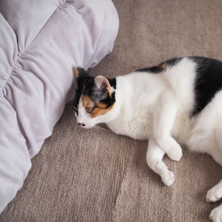 1eb715b4 4c5b 46cf 8577 1d01419b64ed