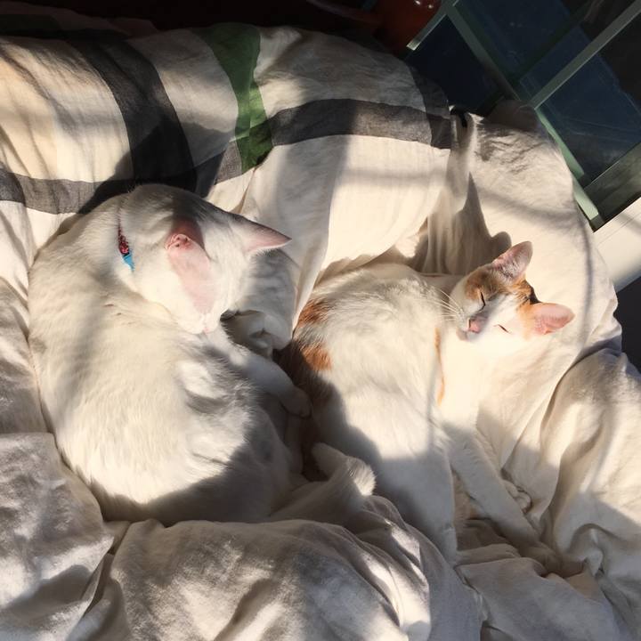 1ec50131 dc50 4f8e a3da 6afd83eb1a70