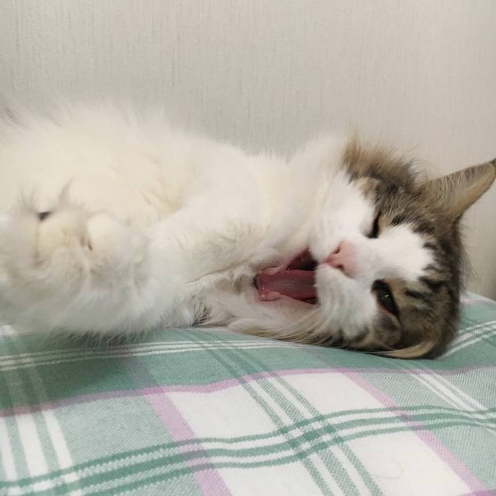 1ed363a0 69ab 44fa 8679 7b095401341d