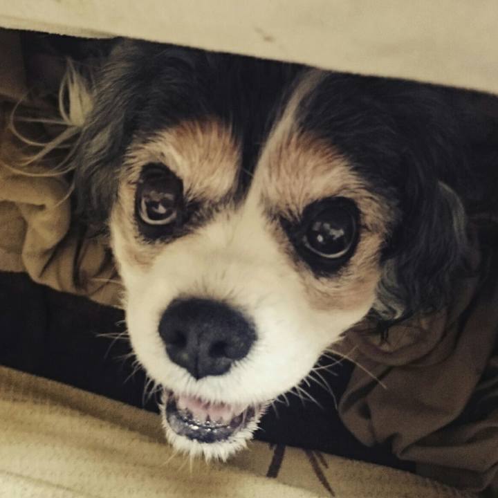 1ed997b9 12a3 49cb b6c8 cef776e91488