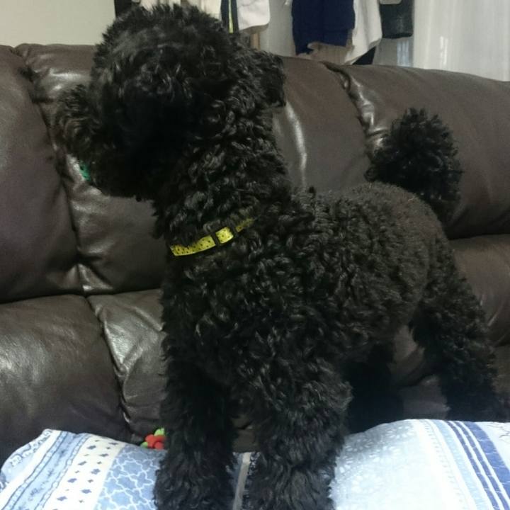 1eda70bf ffe6 4913 bb29 443474bc0f7d