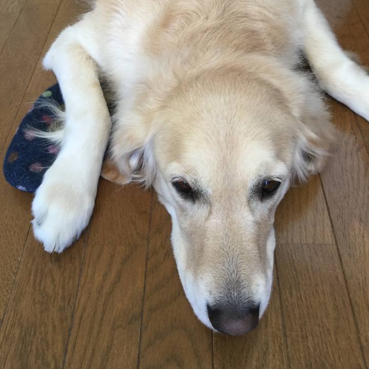 1ee0affc 82b1 441a b5a2 e1f6f1c6b4dc