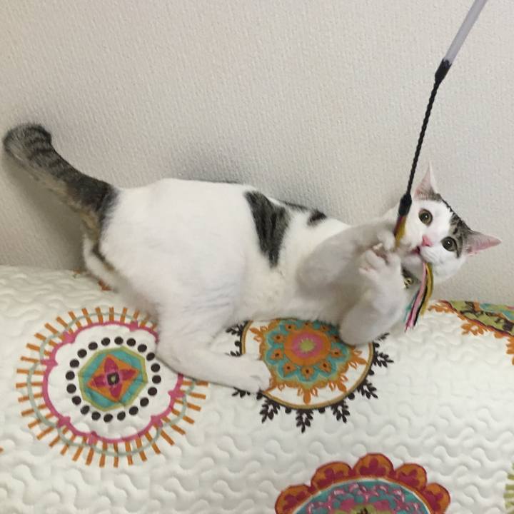 1ee2e118 ae4c 41fa 9b00 2bcdc378d55b