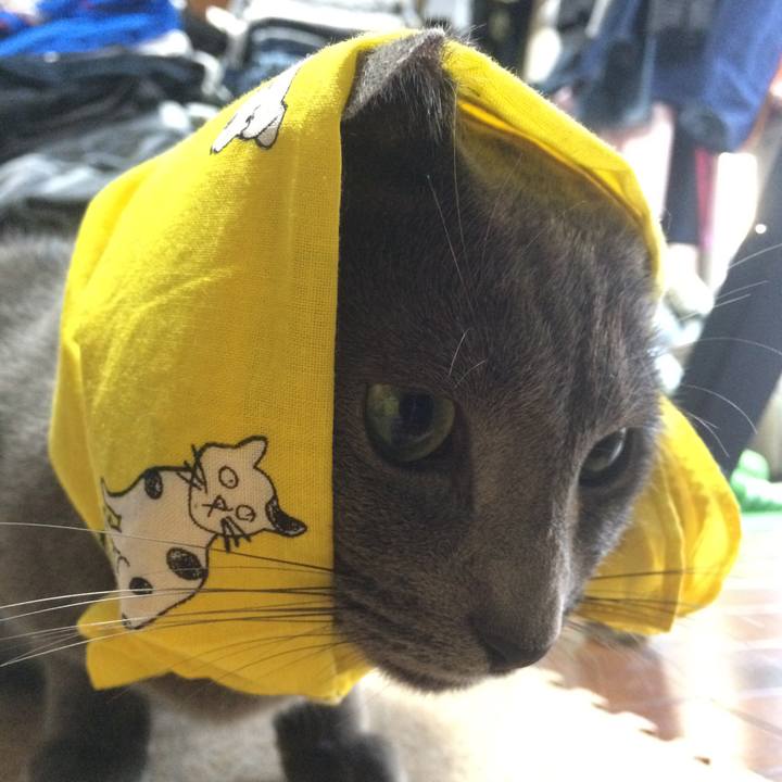 1eff1711 98bd 492b bd77 5edf53bc3d3b