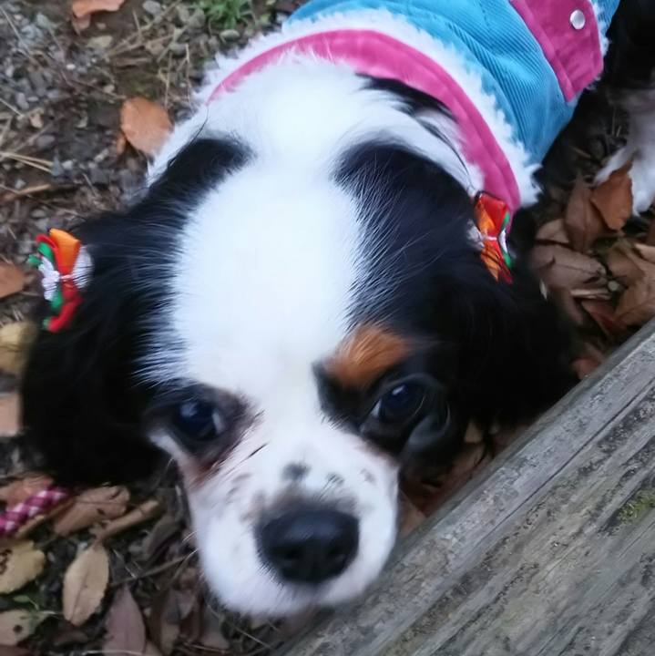 1f06408e 033f 4f75 aef3 996eb8c156ad