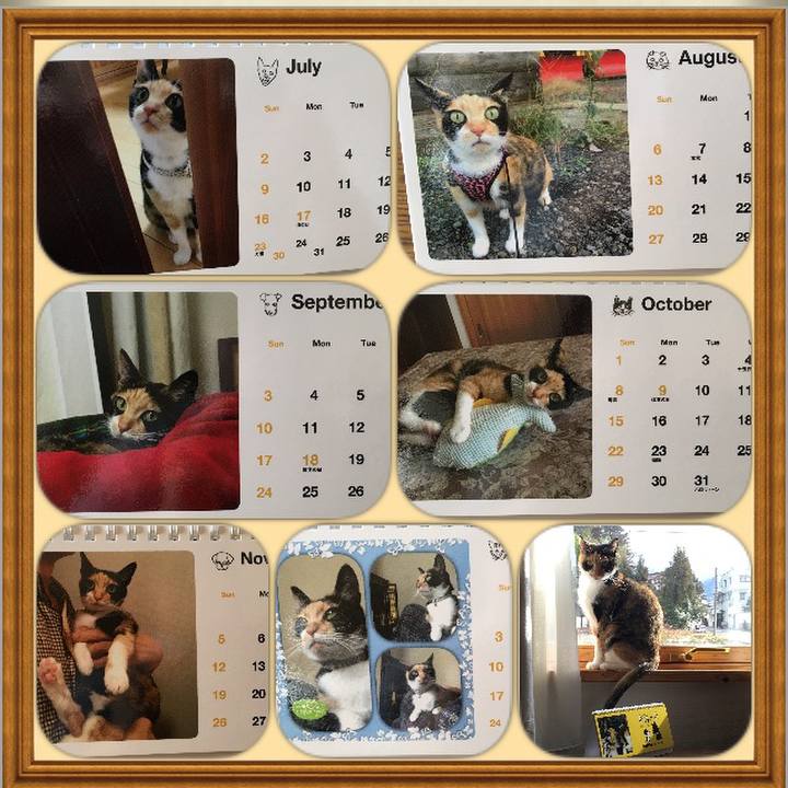 1f0e955d 0335 4c5c 917f dd4019896a73