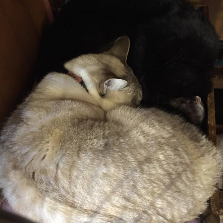 1f1ac88e 915e 4e7a 8168 9700e16dde41