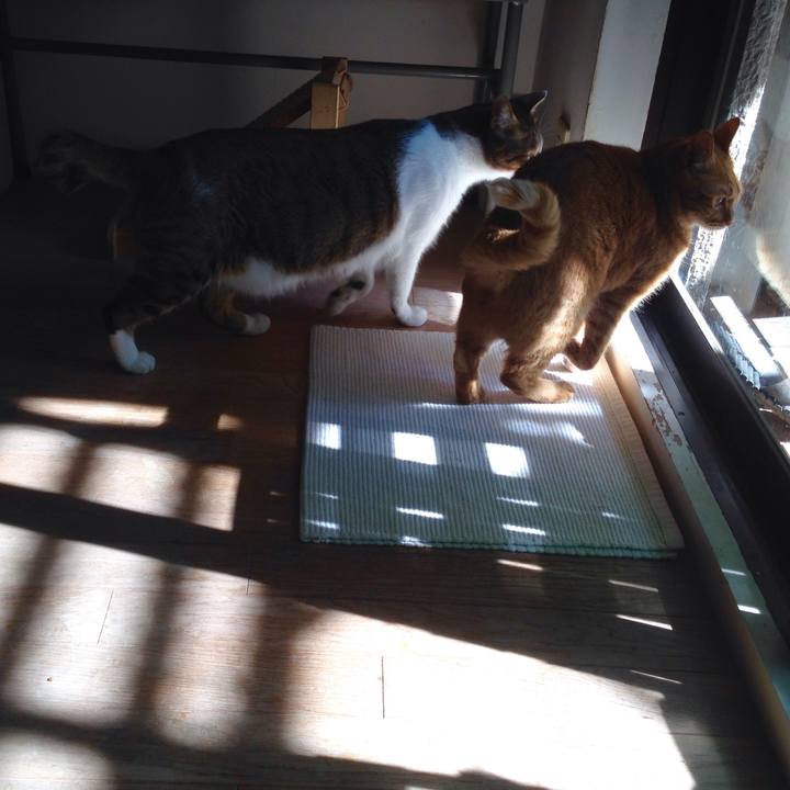 1f1bb1b4 a51c 4732 afa8 f0b4a4a1081c