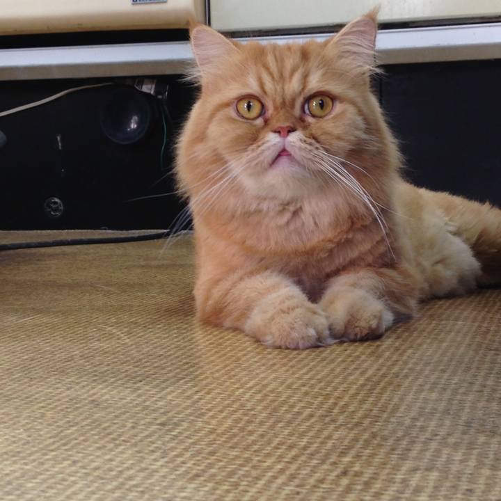 1f3786f3 0600 4732 9b2c aa8a52a3c501