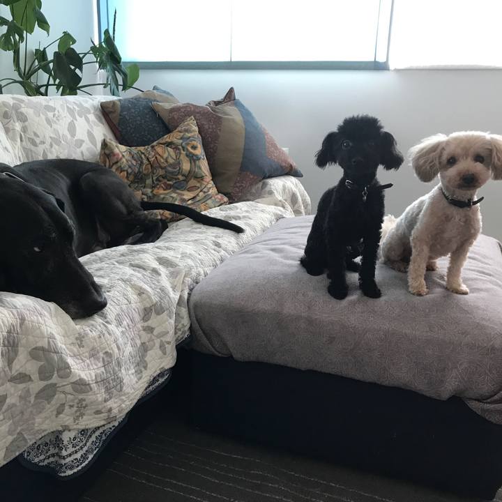 1f4a47ad af38 495a bc54 ba996c613c5a