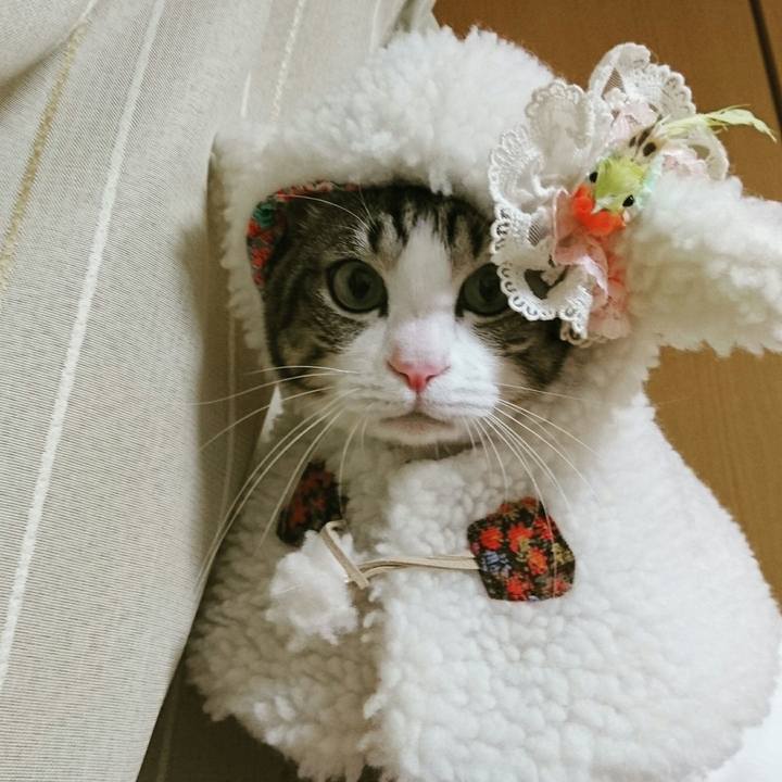 1f4eb0db 56dd 4128 99f0 781327318852