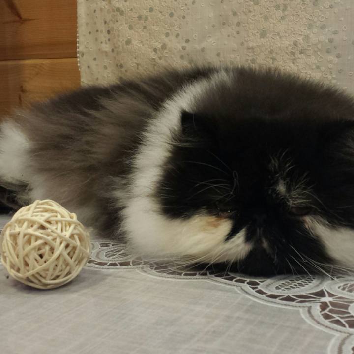 1f6e1dc6 aa0c 4a4a 86ad 8d5aa0b2e3fe